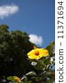 Hibiscus 11371694