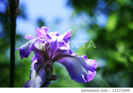 鳶尾花 鳶尾花 11372099