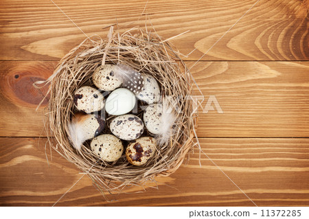 Quail eggs nest 11372285