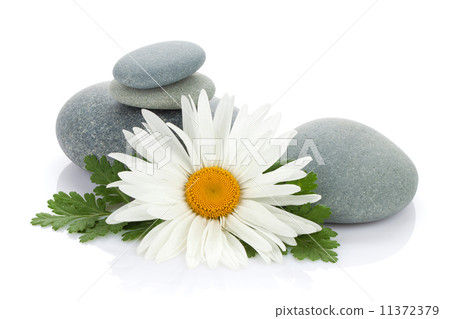 Daisy camomile flower 11372379
