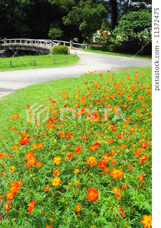 七月花Kivanakosmos·菊科67 七月花Kivanakosmos·菊科67 11372475