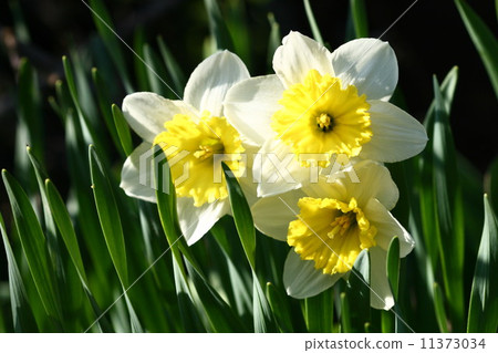 yellow narcissus 11373034