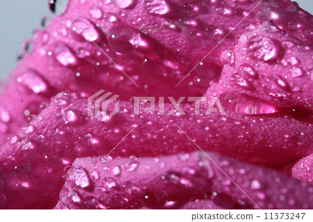 Wet pink rose 11373247