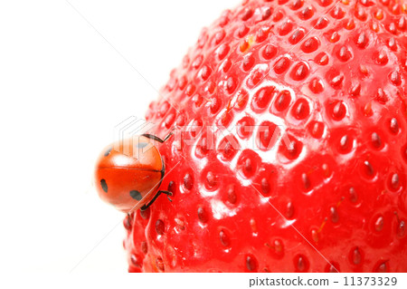 ladybug gourmet ladybug gourmet 11373329