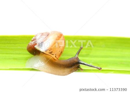shell on grass 11373390