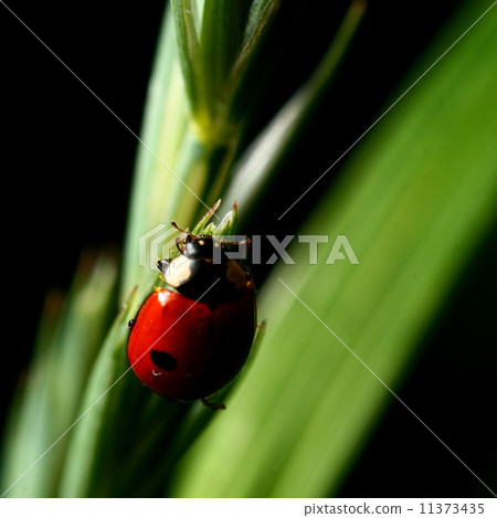 ladybug on grass 11373435