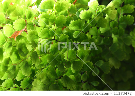 green leaf green leaf 11373472