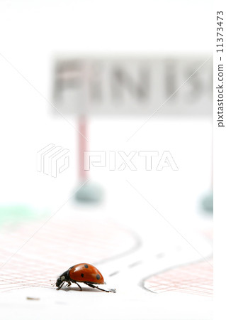 ladybug racer ladybug racer 11373473