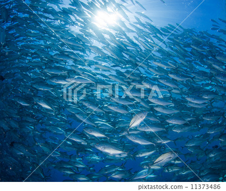 A group of fish A group of fish 11373486