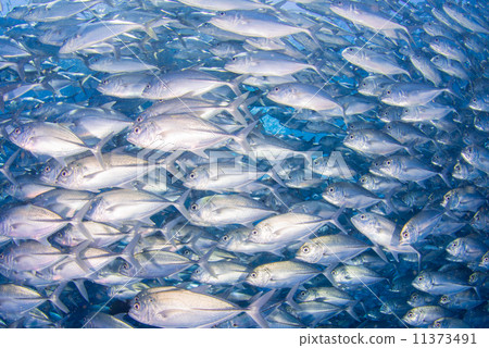 A group of fish 11373491