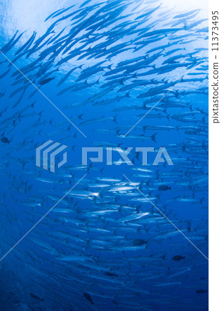 A group of fish 11373495