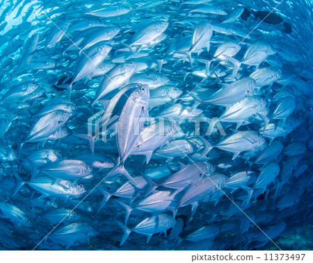 A group of fish A group of fish 11373497