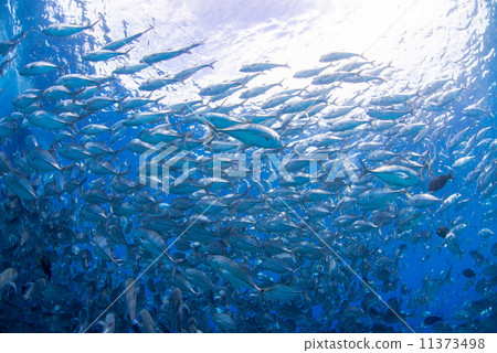 A group of fish 11373498