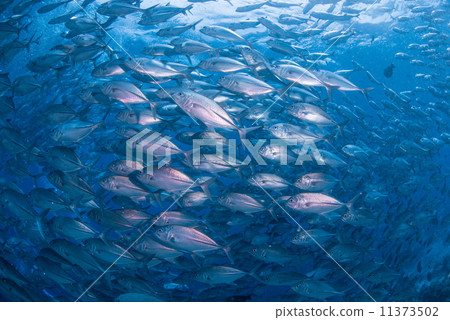 A group of fish A group of fish 11373502