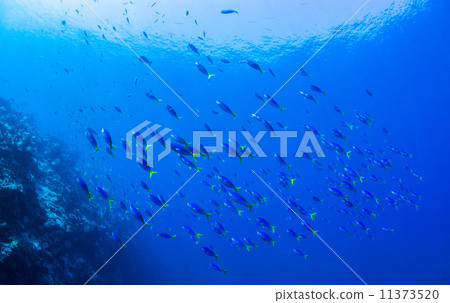 一群魚 一群魚 11373520