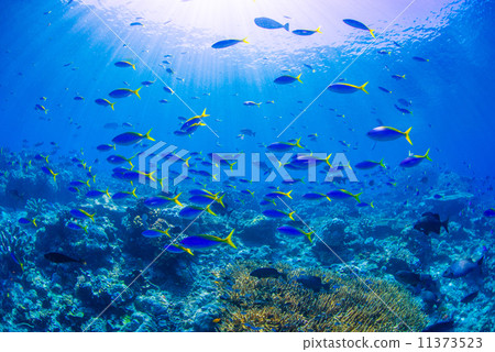 A group of fish 11373523