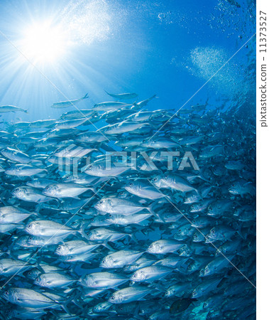 一群魚 一群魚 11373527