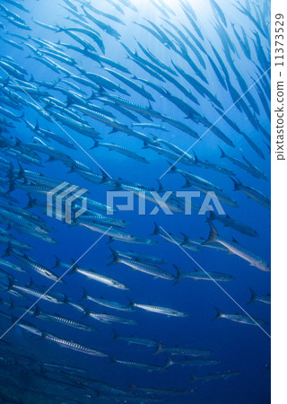 A group of fish 11373529