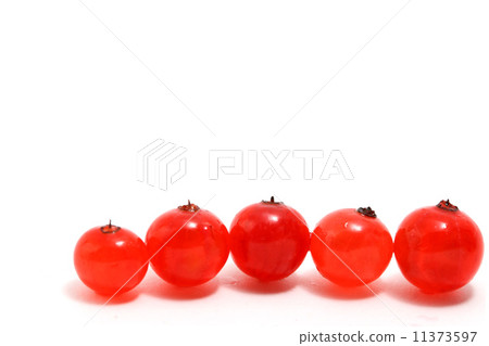 red currant 11373597