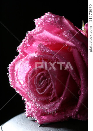 Wet pink rose 11373670