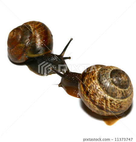 isolated shell isolated shell 11373747