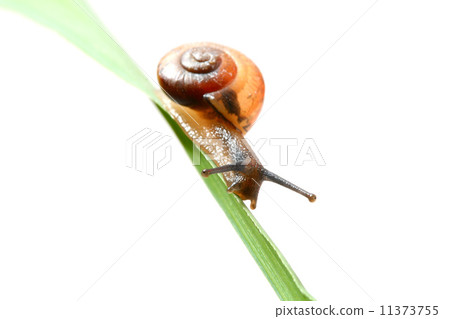 shell on grass 11373755