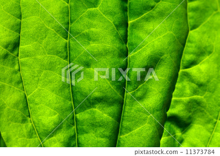 green leaf green leaf 11373784