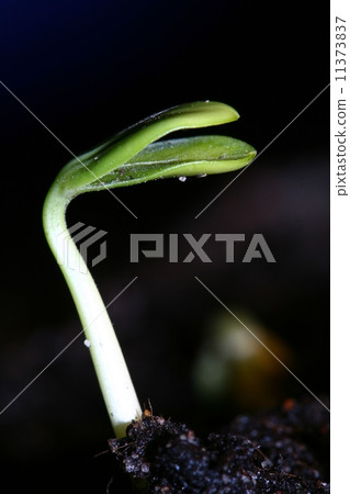 new life plant 11373837