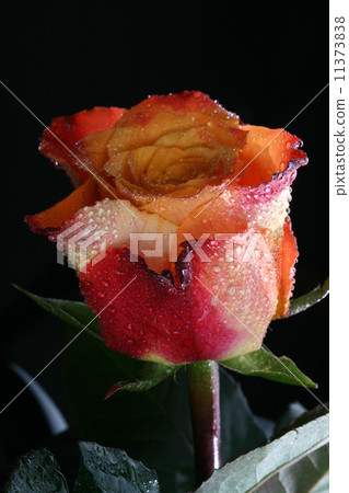 Wet pink rose 11373838