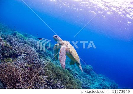綠海龜 11373949