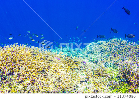 Tropical fish 11374086