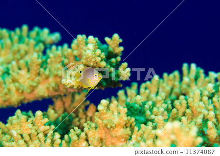 Tropical fish Tropical fish 11374087