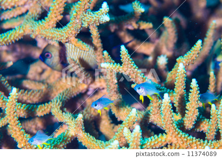 Tropical fish Tropical fish 11374089