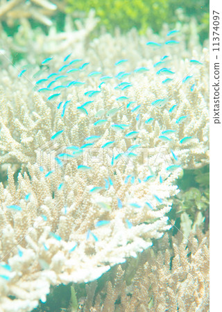 Tropical fish Tropical fish 11374097