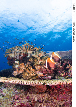 Tropical fish Tropical fish 11374098