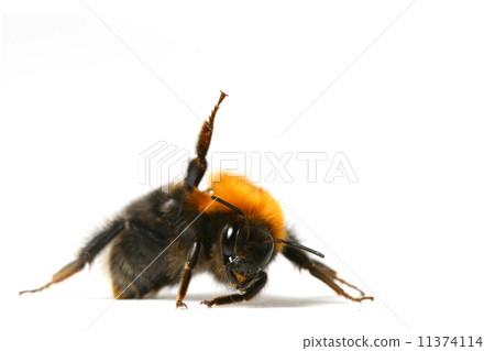 dance bumble bee dance bumble bee 11374114