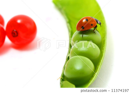 ladybug gourmet ladybug gourmet 11374197
