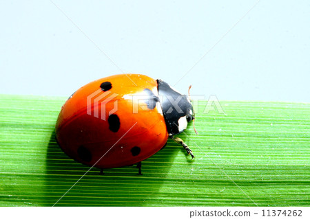 ladybug on grass ladybug on grass 11374262