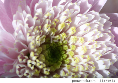 flower flower 11374613