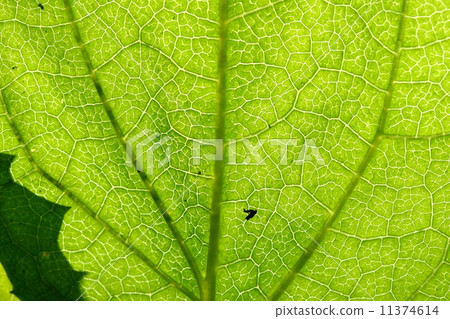 green leaf vein 11374614