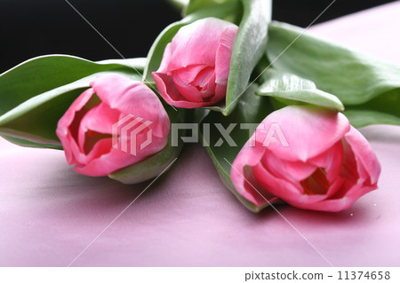 Three pink tulips Three pink tulips 11374658