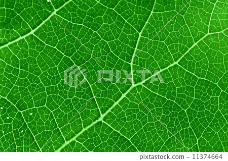 green leaf green leaf 11374664