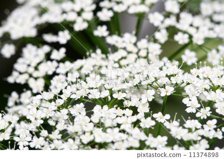 summer flower summer flower 11374898