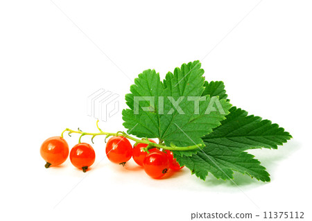 isolated red currant and leaf isolated red currant and leaf 11375112