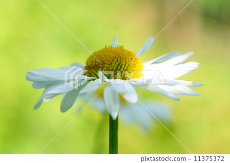 camomile camomile 11375372