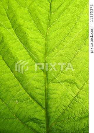 green leaf vein 11375378