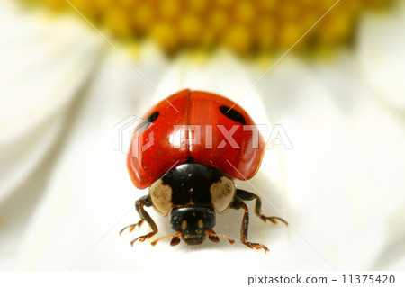 ladybug on camomile 11375420