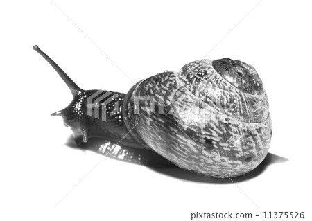 isolated shell 11375526