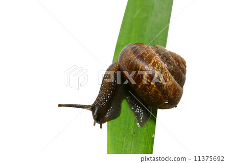 isolated shell 11375692