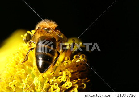 work bee work bee 11375726
